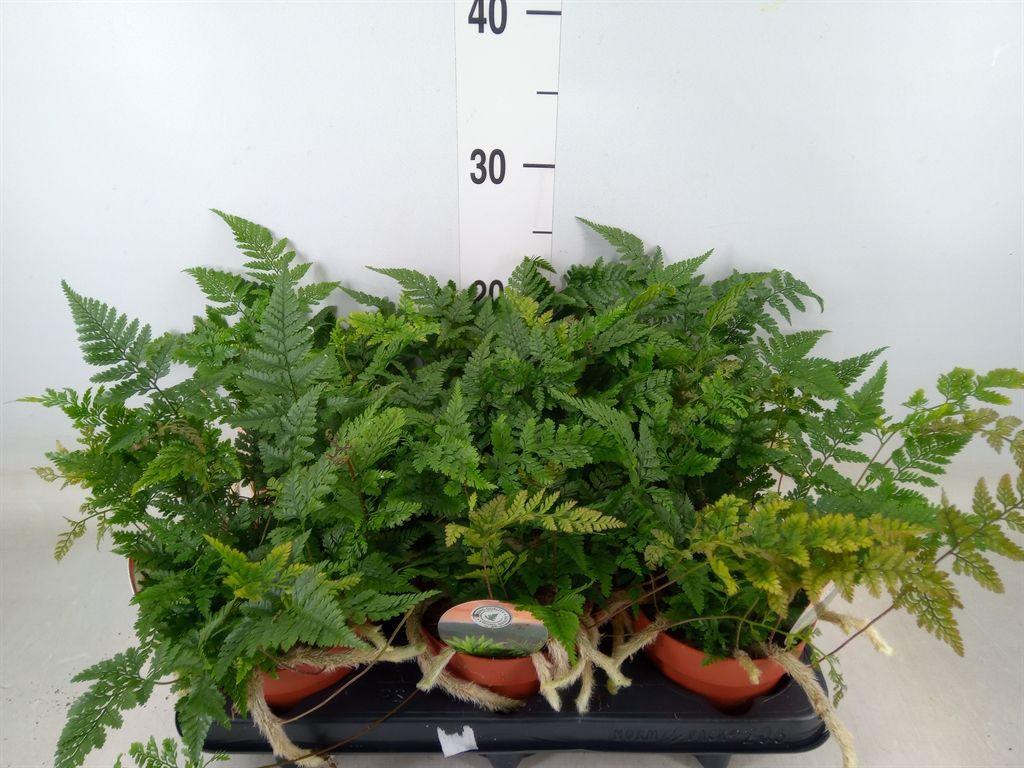 Горшечные цветы и растения оптом Humata Griffithiana Var. Tyermannii от 6шт из Голландии с доставкой по России