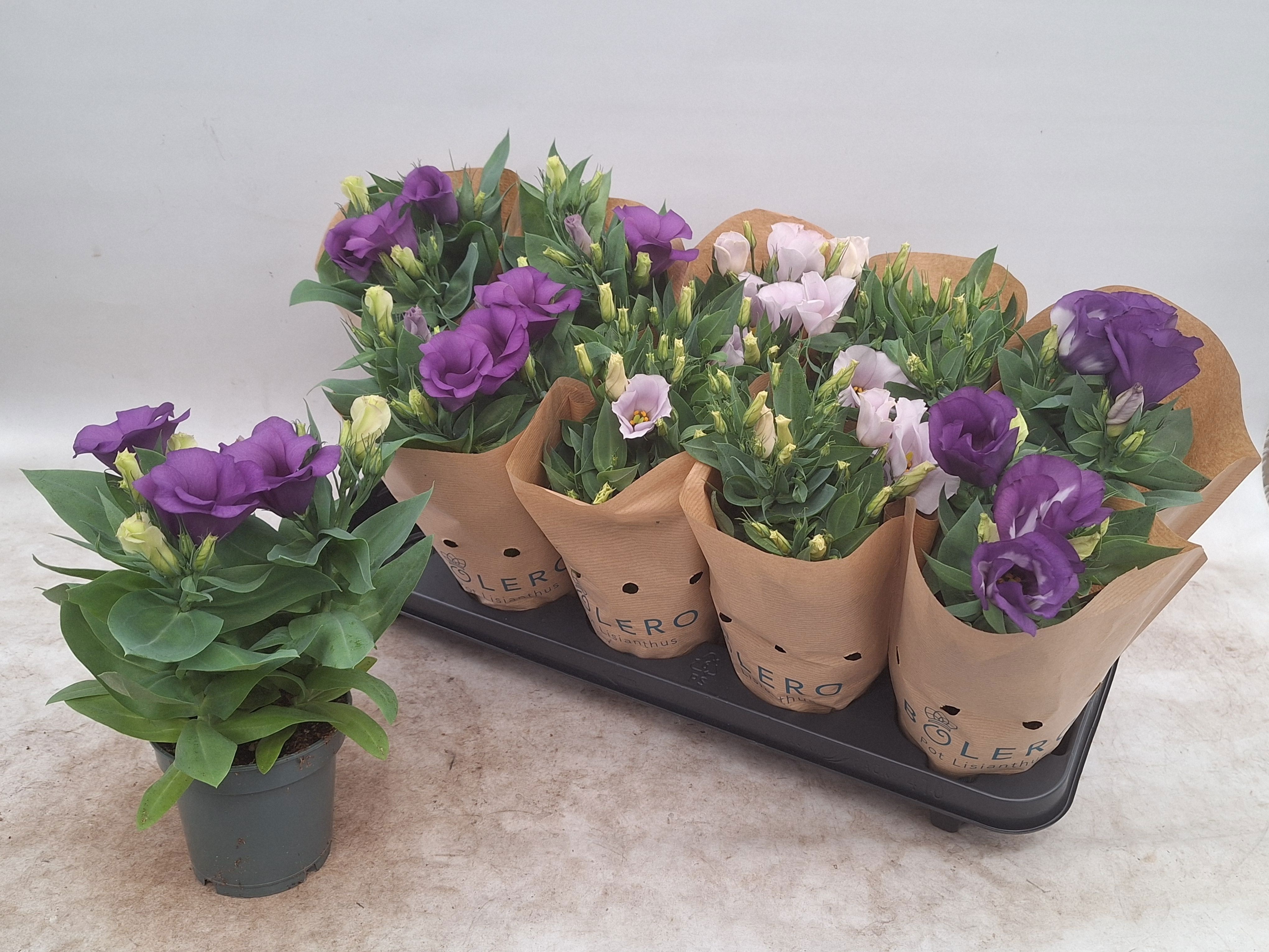 Горшечные цветы и растения оптом Eust Bolero Gem от 10шт из Голландии с доставкой по России