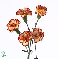 Срезанные цветы оптом Dianthus sp carimbo от 100шт из Голландии с доставкой по России