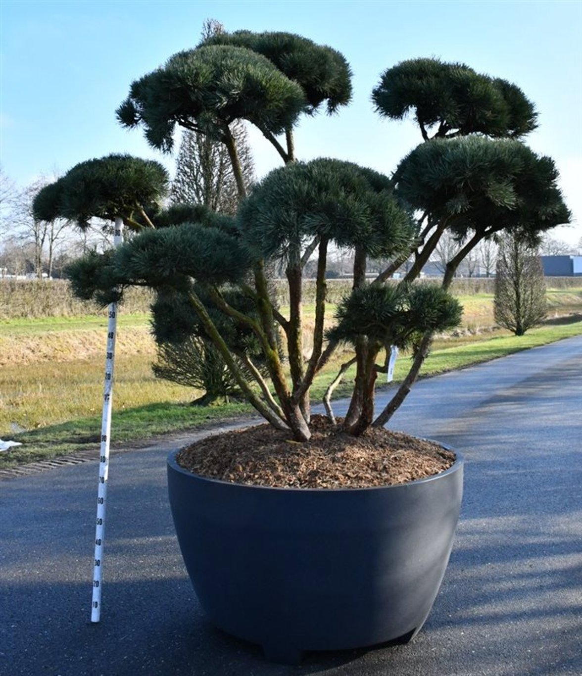 Горшечные цветы и растения оптом Pinus Sylvestris watereri A от 1шт из Голландии с доставкой по России