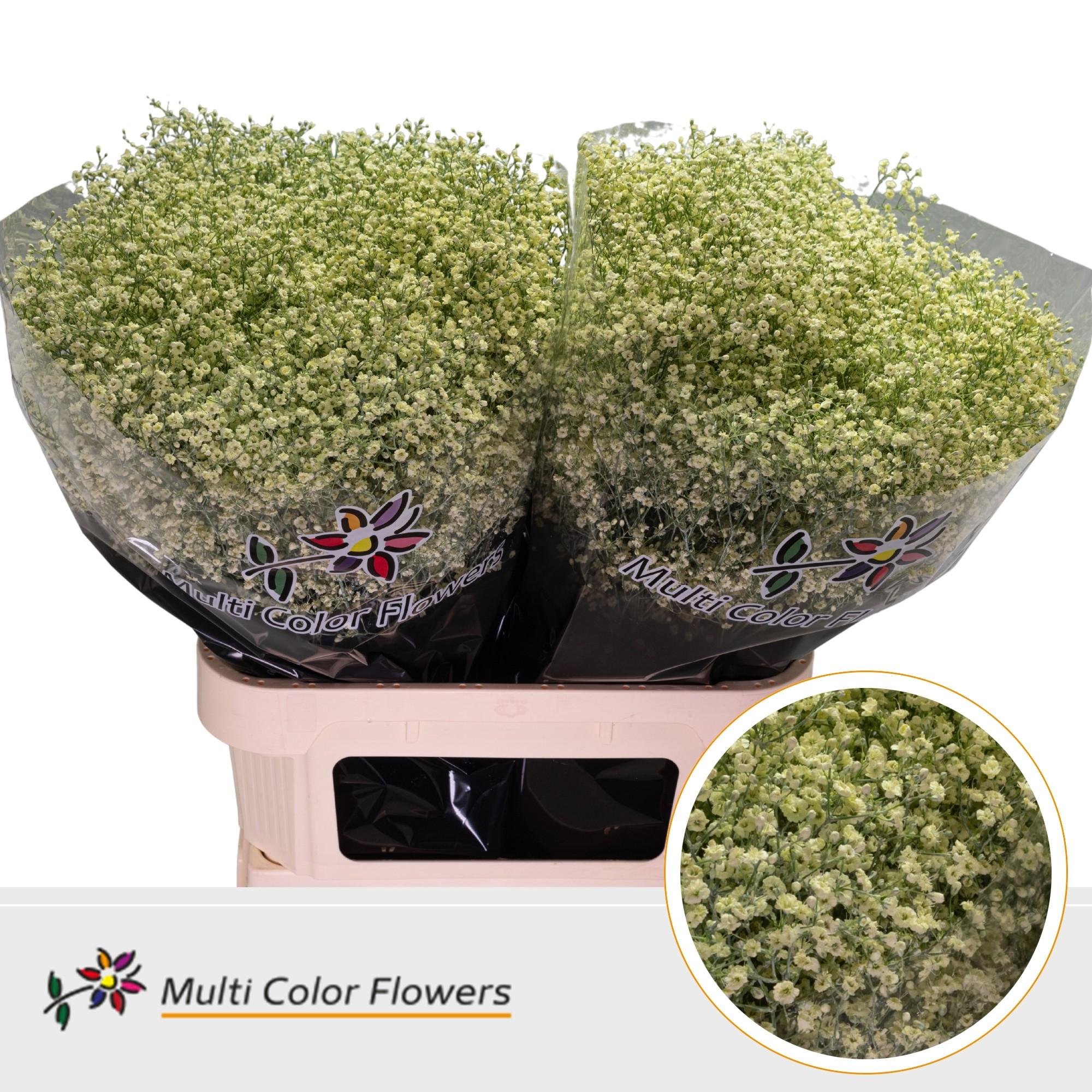 Срезанные цветы оптом Gyps fine paint cream от 50шт из Голландии с доставкой по России