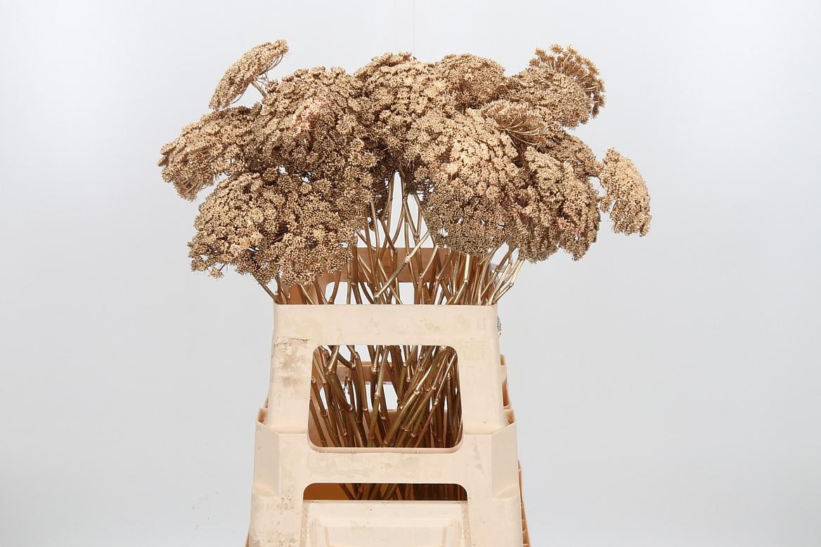 Срезанные цветы оптом Ammi sead paint antique gold от 50шт из Голландии с доставкой по России Срезанные цветы оптом Ammi sead paint antique gold от 50шт из Голландии с доставкой по России