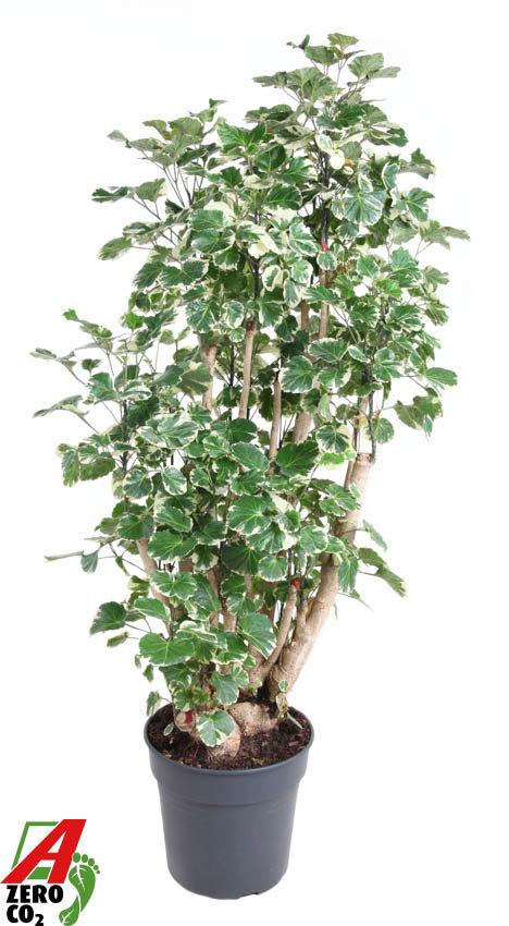 Горшечные цветы и растения оптом Polyscias Balfouriana Branched от 1шт из Голландии с доставкой по России