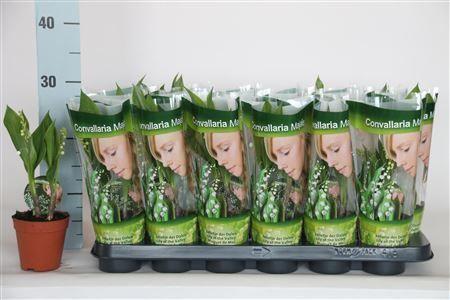 Горшечные цветы и растения оптом Convallaria Majalis 2+ от 18шт (для телеги) из Голландии с доставкой по России