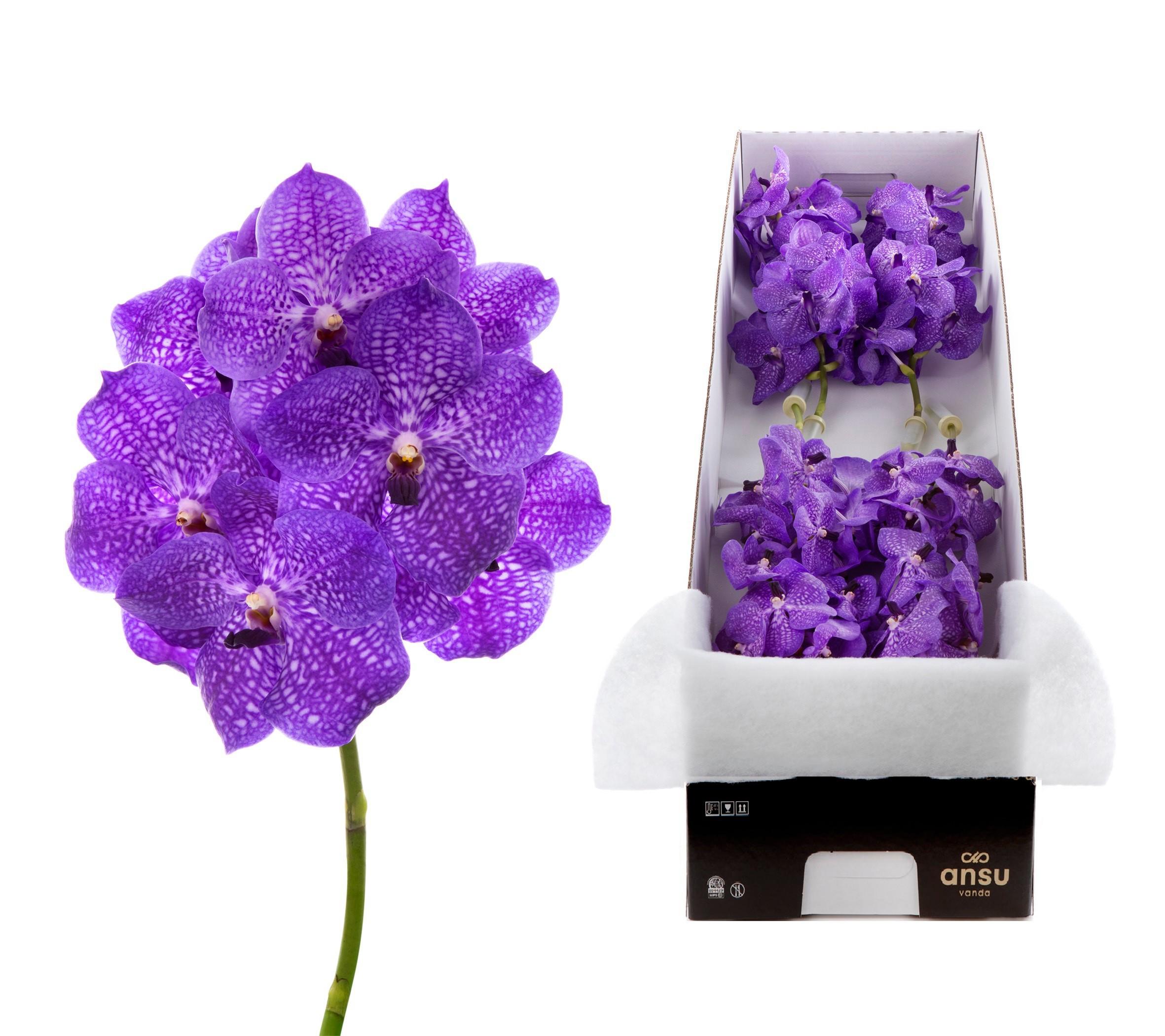 Срезанные цветы оптом Vanda violet blue stem A от 4шт из Голландии с доставкой по России