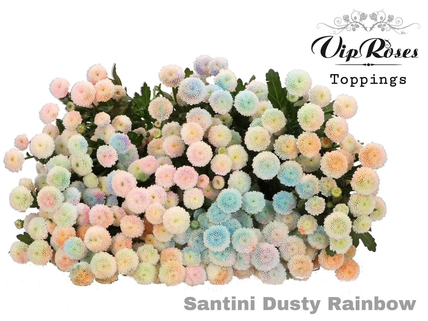 Срезанные цветы оптом Chrys sa paint dusty rainbow от 50шт из Голландии с доставкой по России