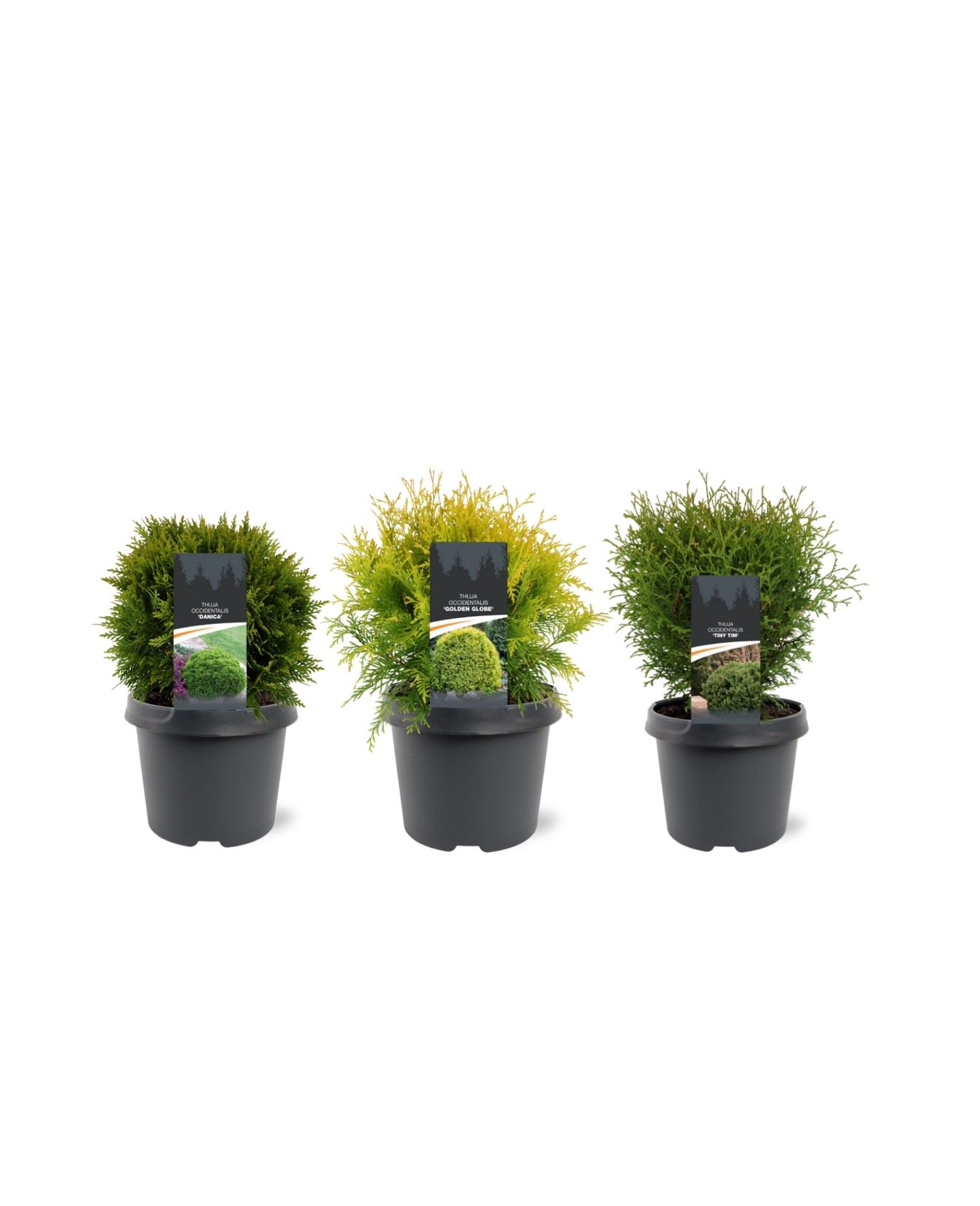 Горшечные цветы и растения оптом Thuja Occidentalis Mix Bolvormig от 1шт из Голландии с доставкой по России