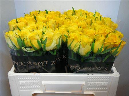 Срезанные цветы оптом Rosa large moonwalk от 600шт из Голландии с доставкой по России