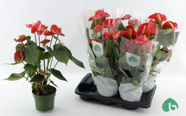 Горшечные цветы и растения оптом Anth An Arebo 6+ от 6шт из Голландии с доставкой по России