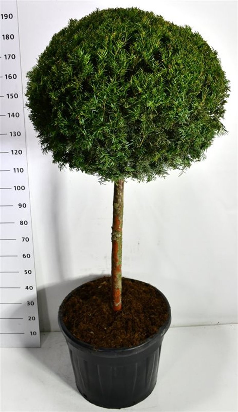 Горшечные цветы и растения оптом Taxus Baccata On Stem от 1шт из Голландии с доставкой по России