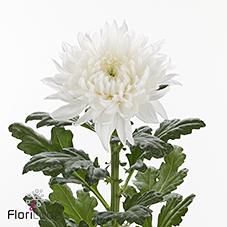 Срезанные цветы оптом Chrys bl stravina от 40шт из Голландии с доставкой по России