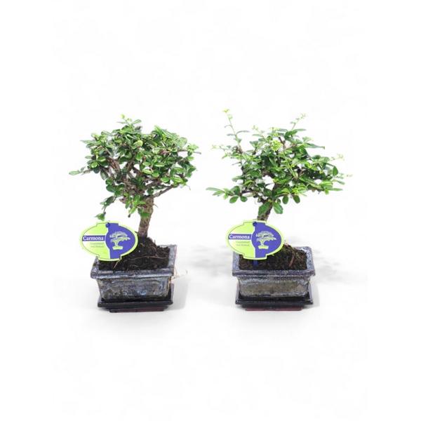 Горшечные цветы и растения оптом Bonsai Carmona Retusa от 12шт из Голландии с доставкой по России Горшечные цветы и растения оптом Bonsai Carmona Retusa от 12шт из Голландии с доставкой по России