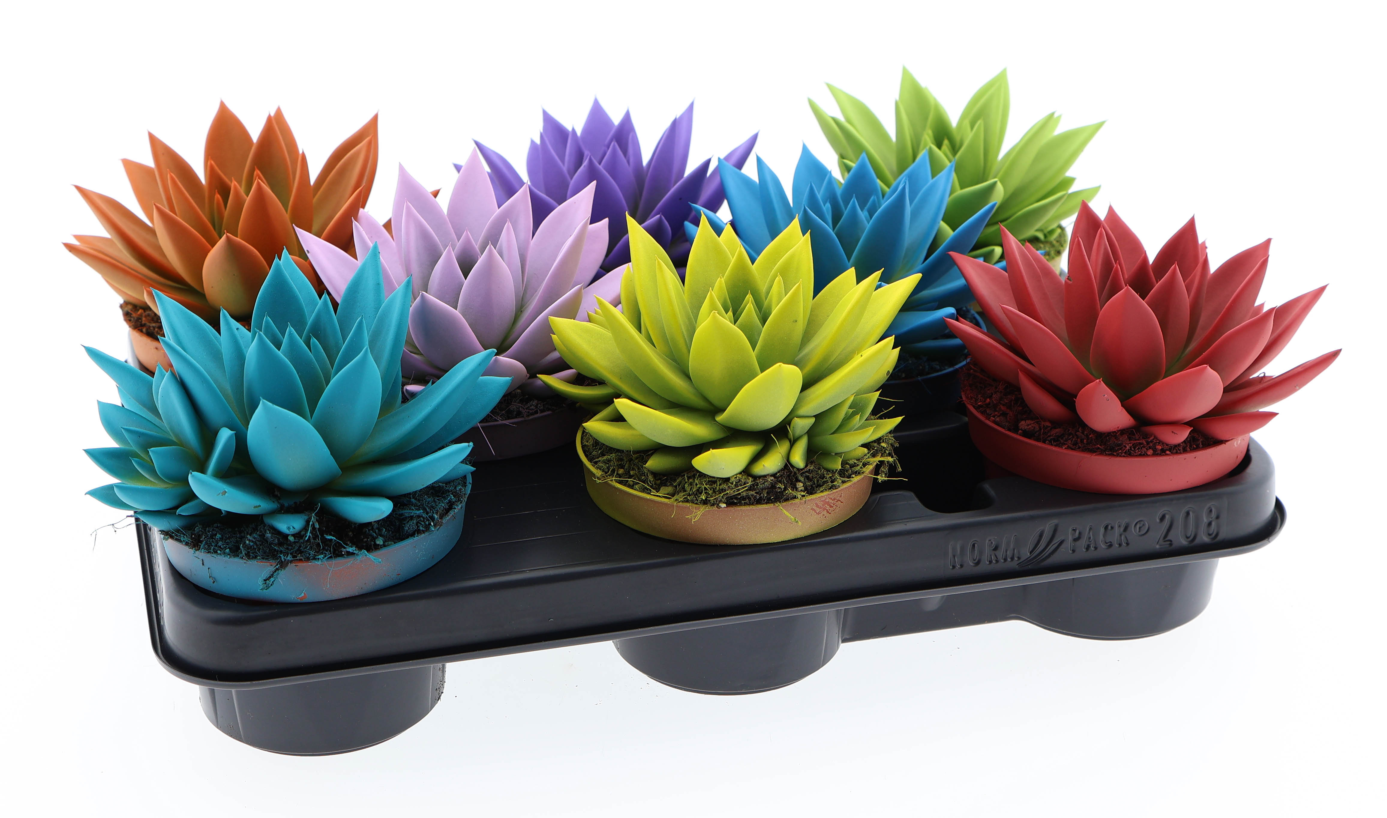Горшечные цветы и растения оптом Echeveria Rainbow Mix от 8шт из Голландии с доставкой по России