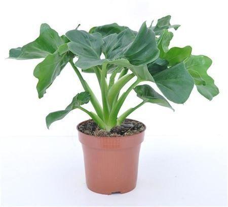 Горшечные цветы и растения оптом Philodendron Ring Of Fire от 4шт из Голландии с доставкой по России