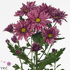 Срезанные цветы оптом Chrys sp stellini от 80шт из Голландии с доставкой по России