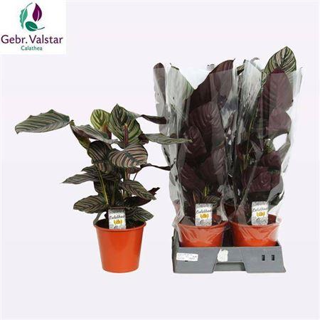 Горшечные цветы и растения оптом Calathea Sanderiana от 1шт из Голландии с доставкой по России