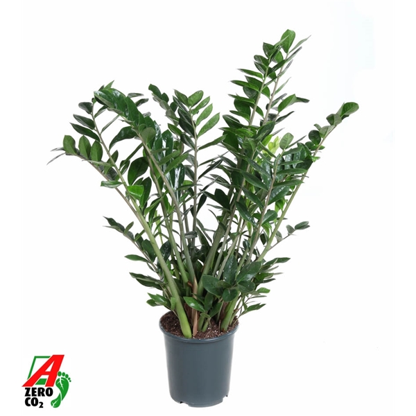 Горшечные цветы и растения оптом Zamioculcas 15+ от 1шт из Голландии с доставкой по России