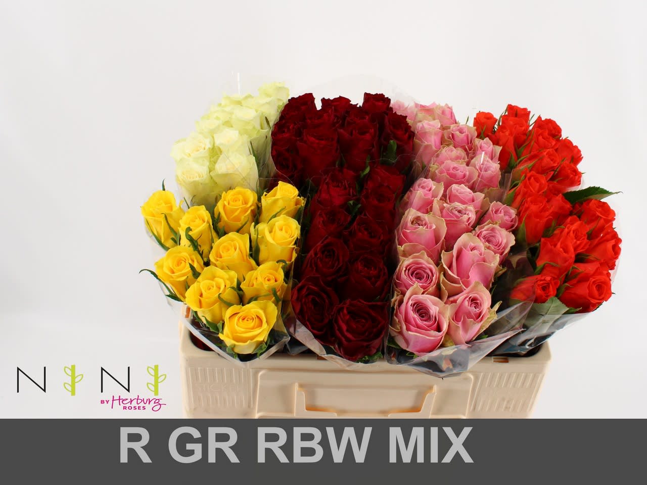 Срезанные цветы оптом Rosa large mix in bucket от 80шт из Голландии с доставкой по России