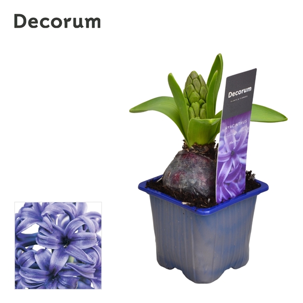 Горшечные цветы и растения оптом Hyacinthus Blue Pearl 1pp Label (decorum) от 24шт из Голландии с доставкой по России