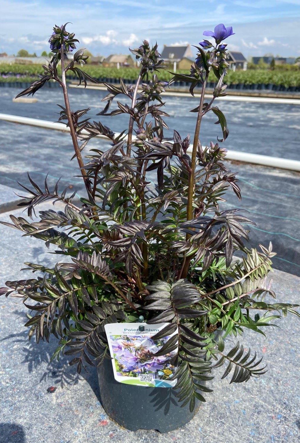 Горшечные цветы и растения оптом Polemonium Caeruleum от 3шт из Голландии с доставкой по России