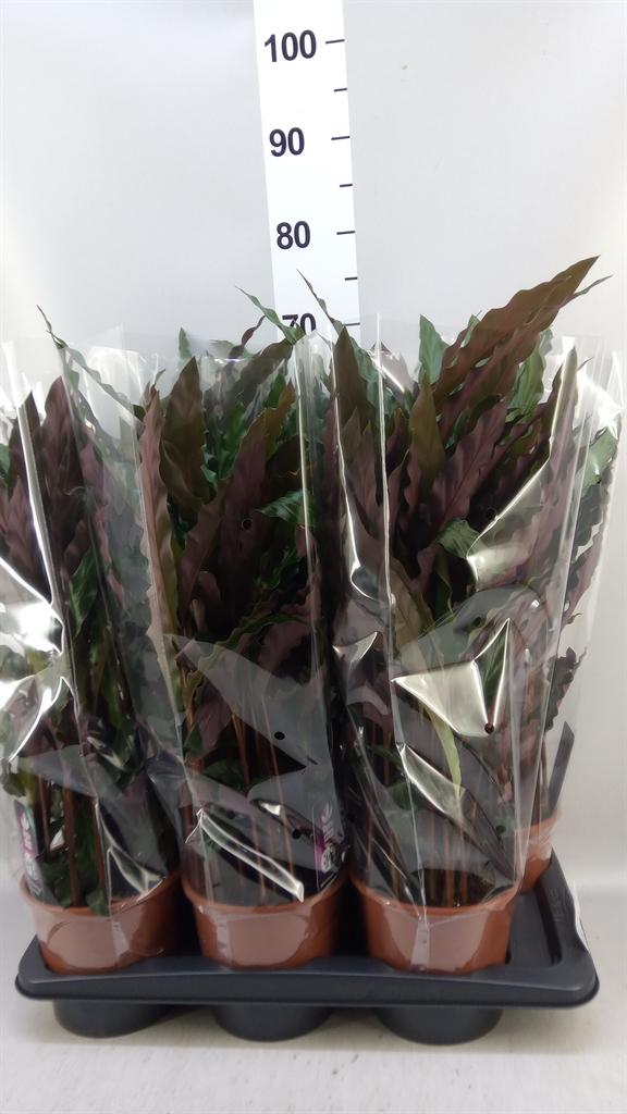 Горшечные цветы и растения оптом Calathea Rufibarba elgergrass от 6шт из Голландии с доставкой по России