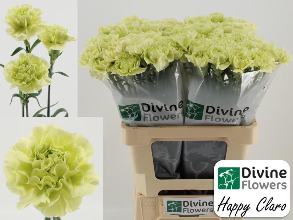 Срезанные цветы оптом Dianthus st happy claro от 80шт из Голландии с доставкой по России