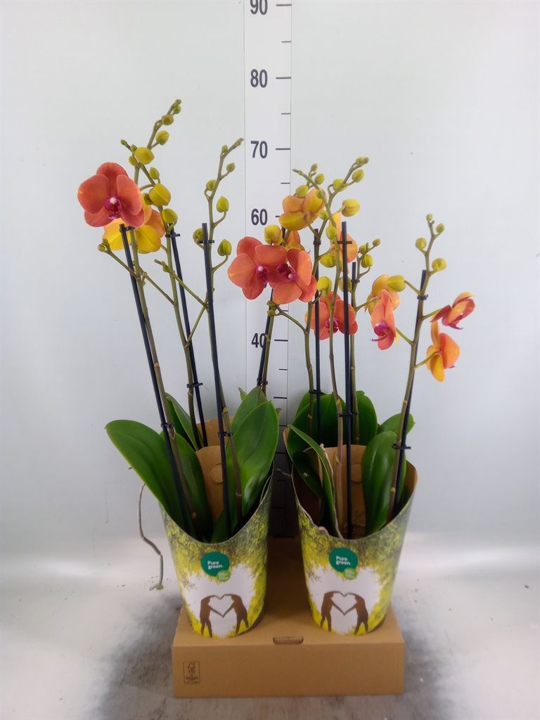 Горшечные цветы и растения оптом Phal 1st Sogo Vivian Variegated от 4шт из Голландии с доставкой по России