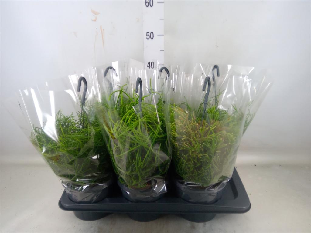 Горшечные цветы и растения оптом Rhipsalis   ...mix от 6шт' из Голландии с доставкой по России