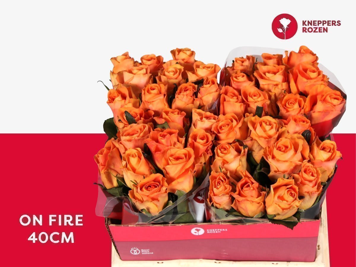 Срезанные цветы оптом Rosa large on fire от 40шт из Голландии с доставкой по России