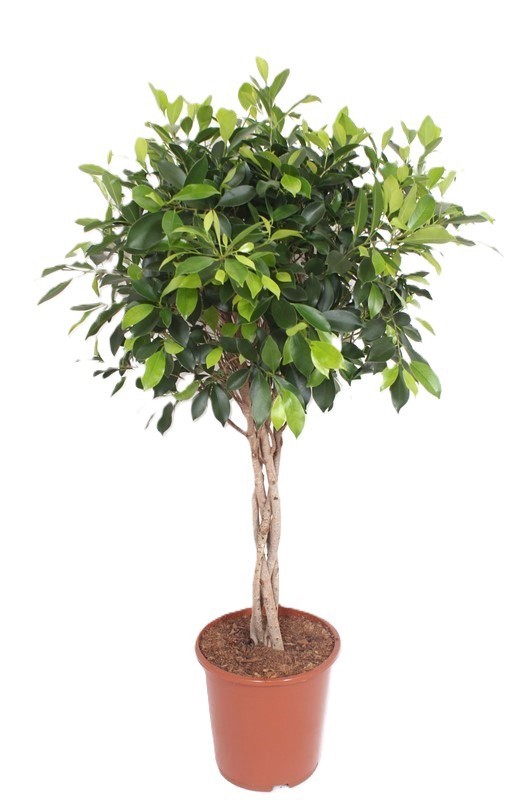 Горшечные цветы и растения оптом Ficus Nitida Twisted Stem от 1шт из Голландии с доставкой по России