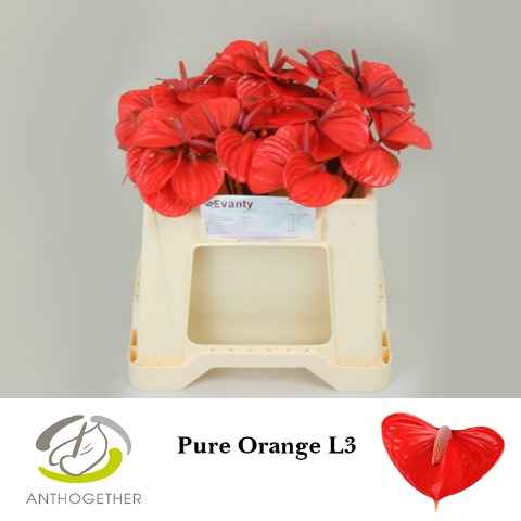 Срезанные цветы оптом Anthurium pure orange от 60шт из Голландии с доставкой по России