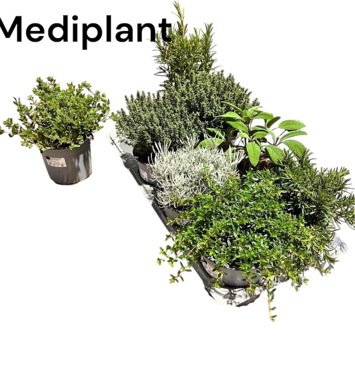 Горшечные цветы и растения оптом Tuinkruiden Gem от 8шт из Голландии с доставкой по России