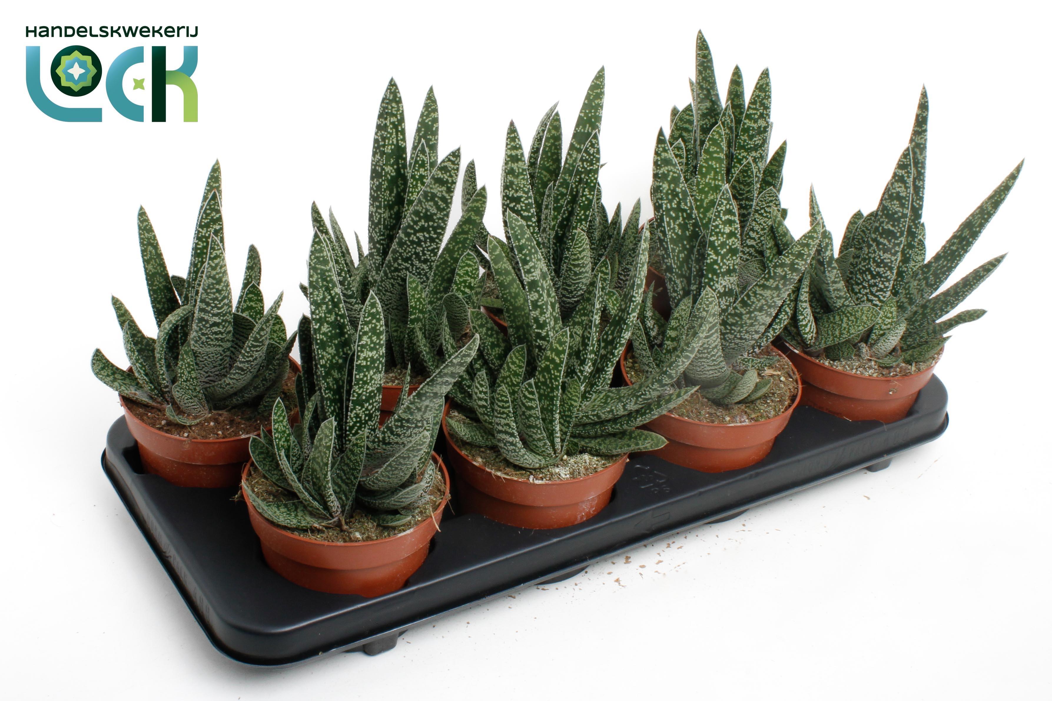 Горшечные цветы и растения оптом Gasteria Big Ben от 8шт из Голландии с доставкой по России