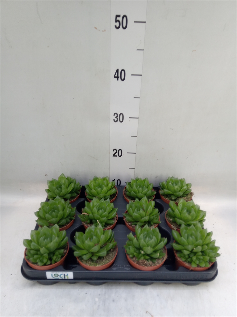 Горшечные цветы и растения оптом Haworthia   ... от 12шт (для телеги) из Голландии с доставкой по России