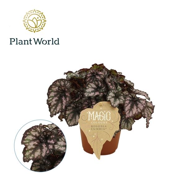 Горшечные цветы и растения оптом Begonia Rex Cumbia от 8шт (для телеги) из Голландии с доставкой по России