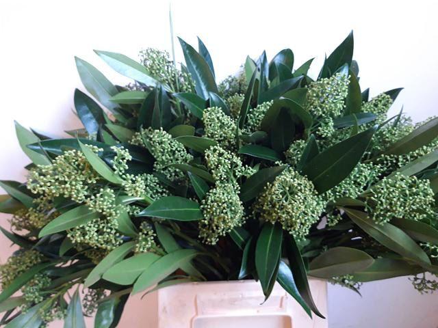 Срезанные цветы оптом Skimmia kew green per bunch от 5шт из Голландии с доставкой по России