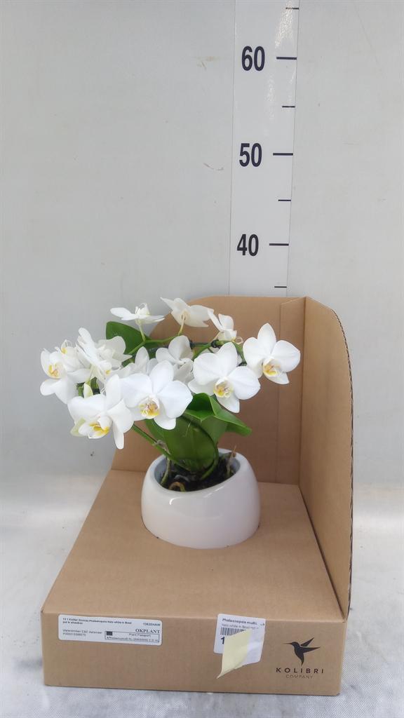 Горшечные цветы и растения оптом Phalaenopsis Multi.   ...white от 1шт (для телеги) из Голландии с доставкой по России