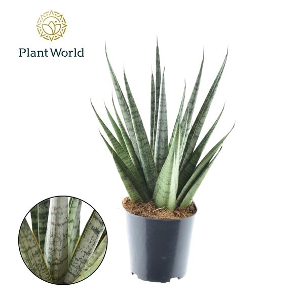 Горшечные цветы и растения оптом Sansevieria Sem от 6шт из Голландии с доставкой по России