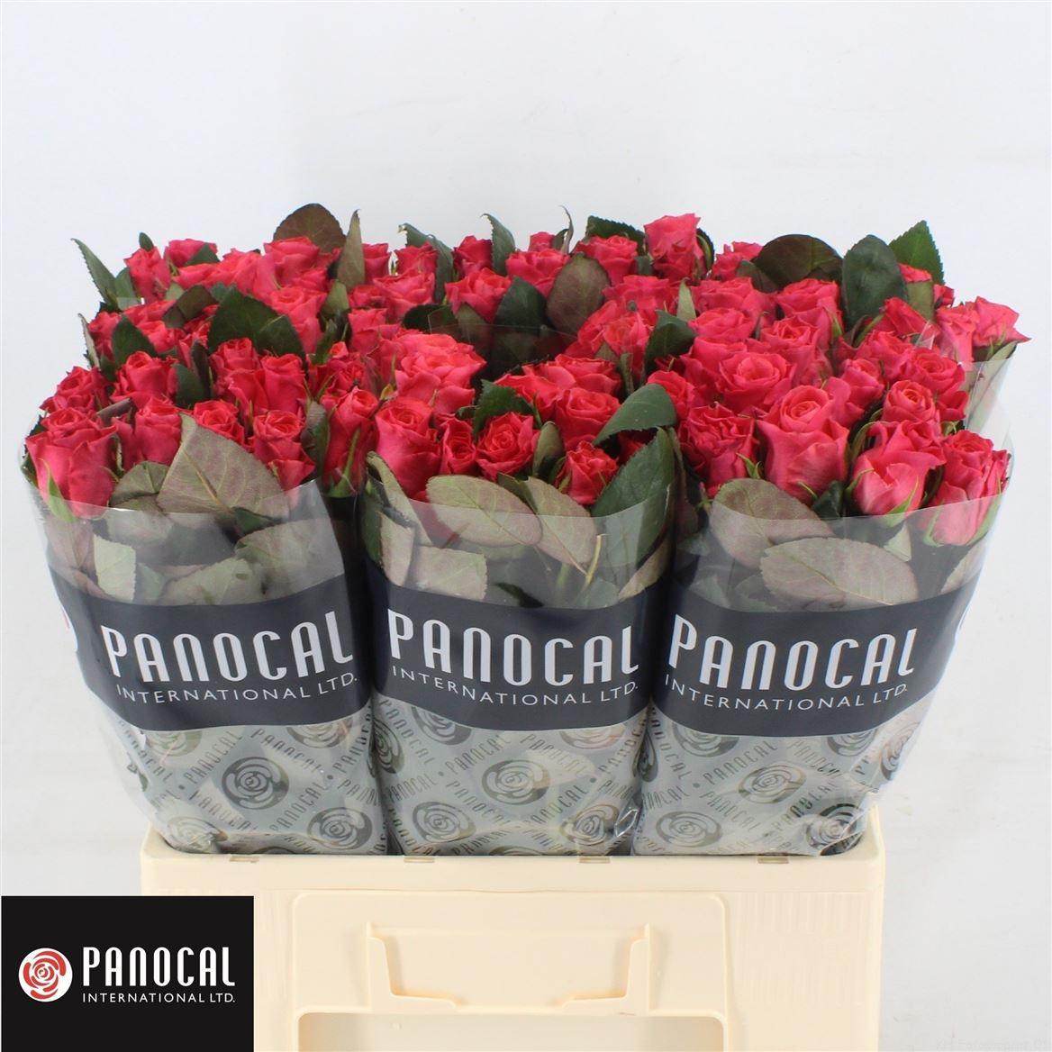 Срезанные цветы оптом Rosa large pink tacazzi+ от 460шт из Голландии с доставкой по России