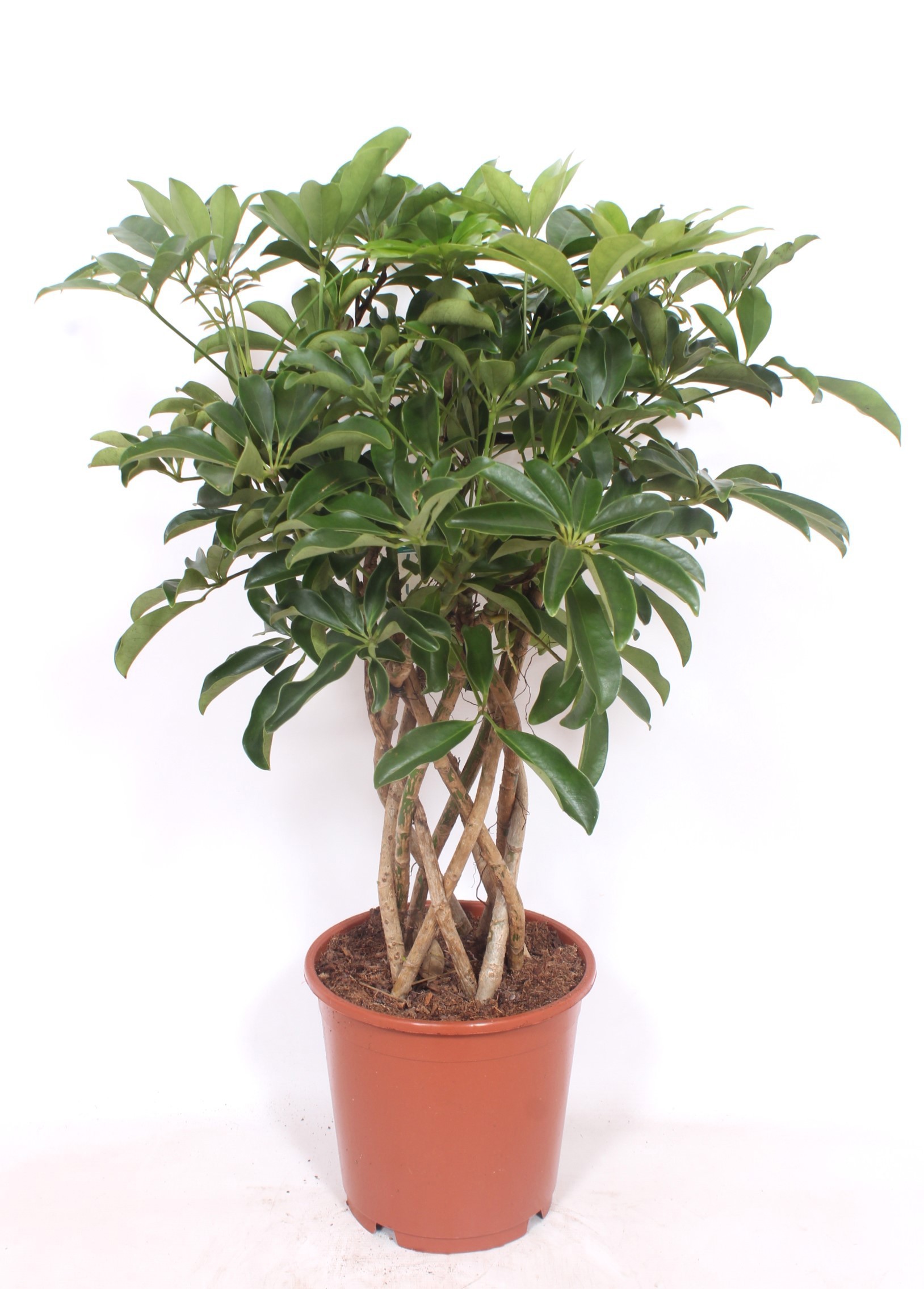 Горшечные цветы и растения оптом Schefflera Compacta Tube от 1шт из Голландии с доставкой по России