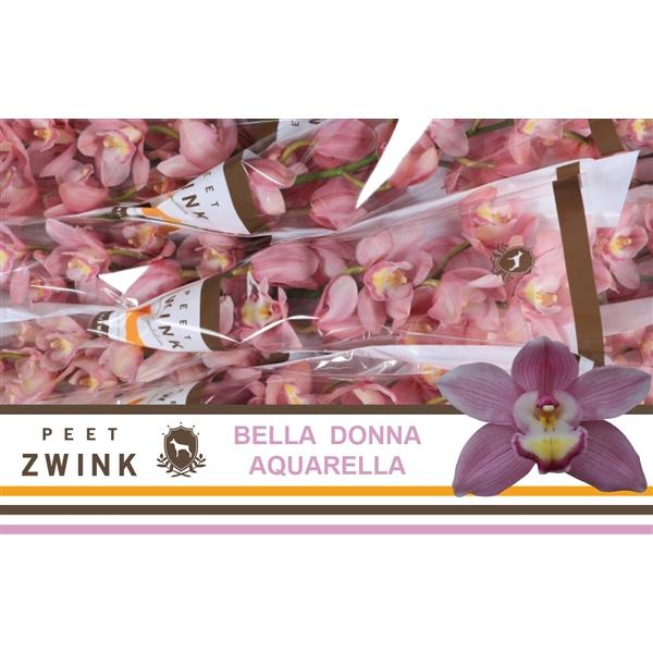 Срезанные цветы оптом Cymbidium pink aquarella от 10шт из Голландии с доставкой по России