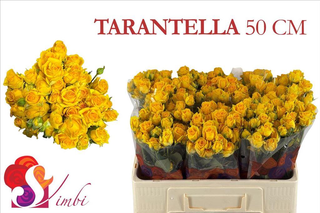 Срезанные цветы оптом Rosa spray tarantella от 350шт из Голландии с доставкой по России