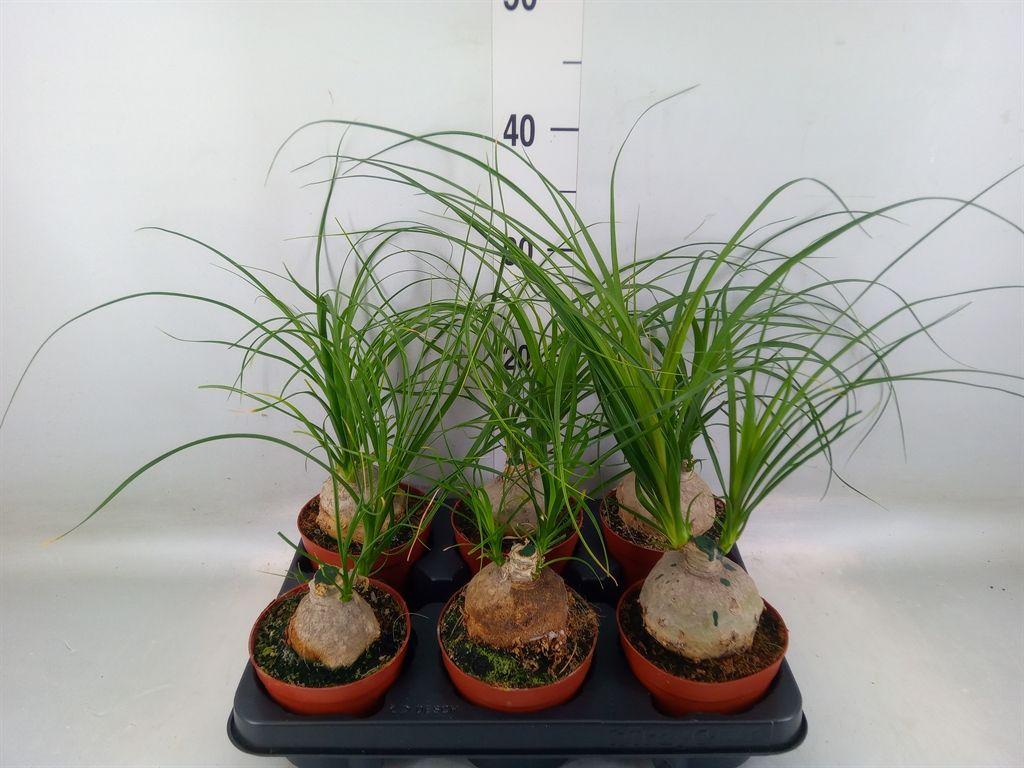 Горшечные цветы и растения оптом Nolina Recurvata   ... от 6шт из Голландии с доставкой по России