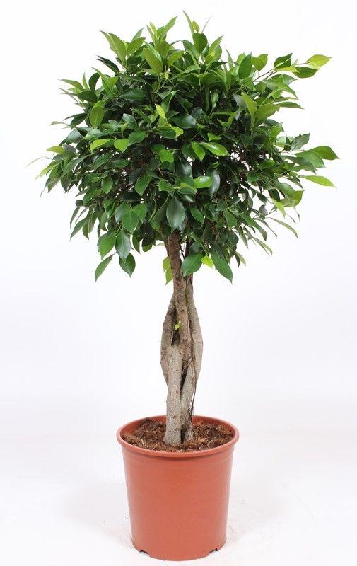 Горшечные цветы и растения оптом Ficus Nitida Twisted Stem от 1шт из Голландии с доставкой по России