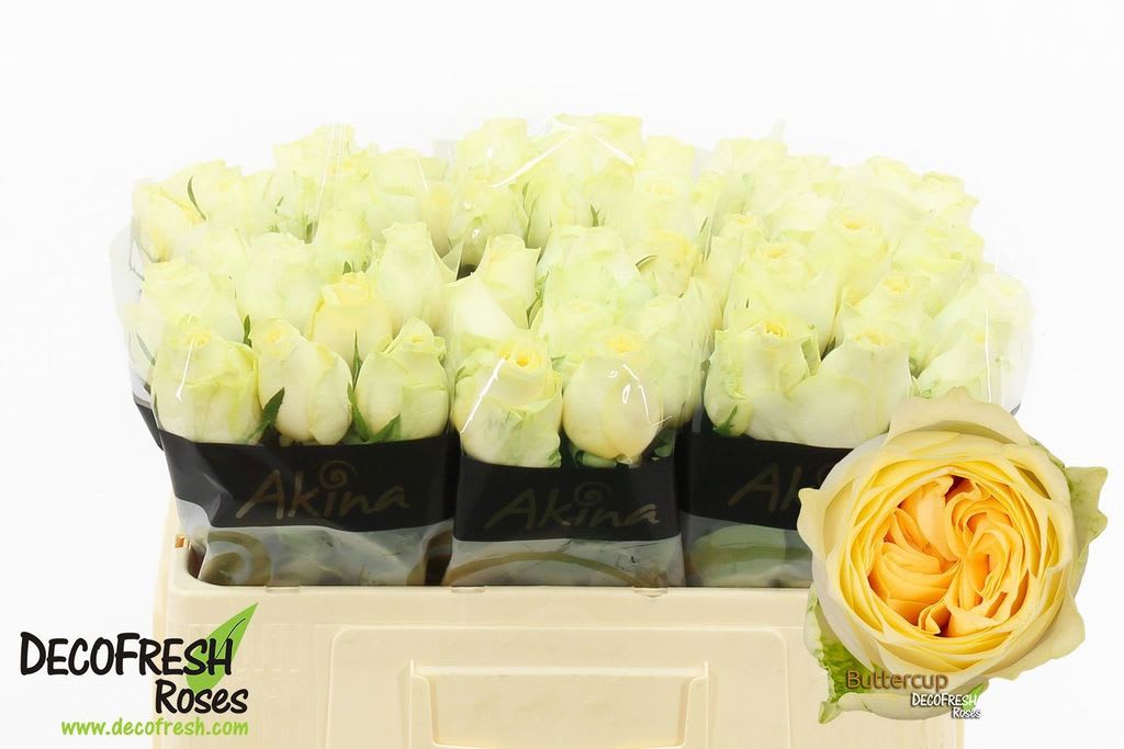 Срезанные цветы оптом Rosa large buttercup от 50шт из Голландии с доставкой по России
