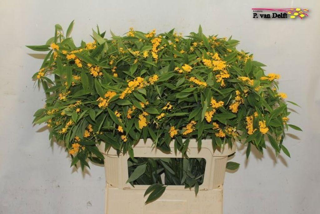 Срезанные цветы оптом Euphorbia sp cream yellow river от 60шт из Голландии с доставкой по России