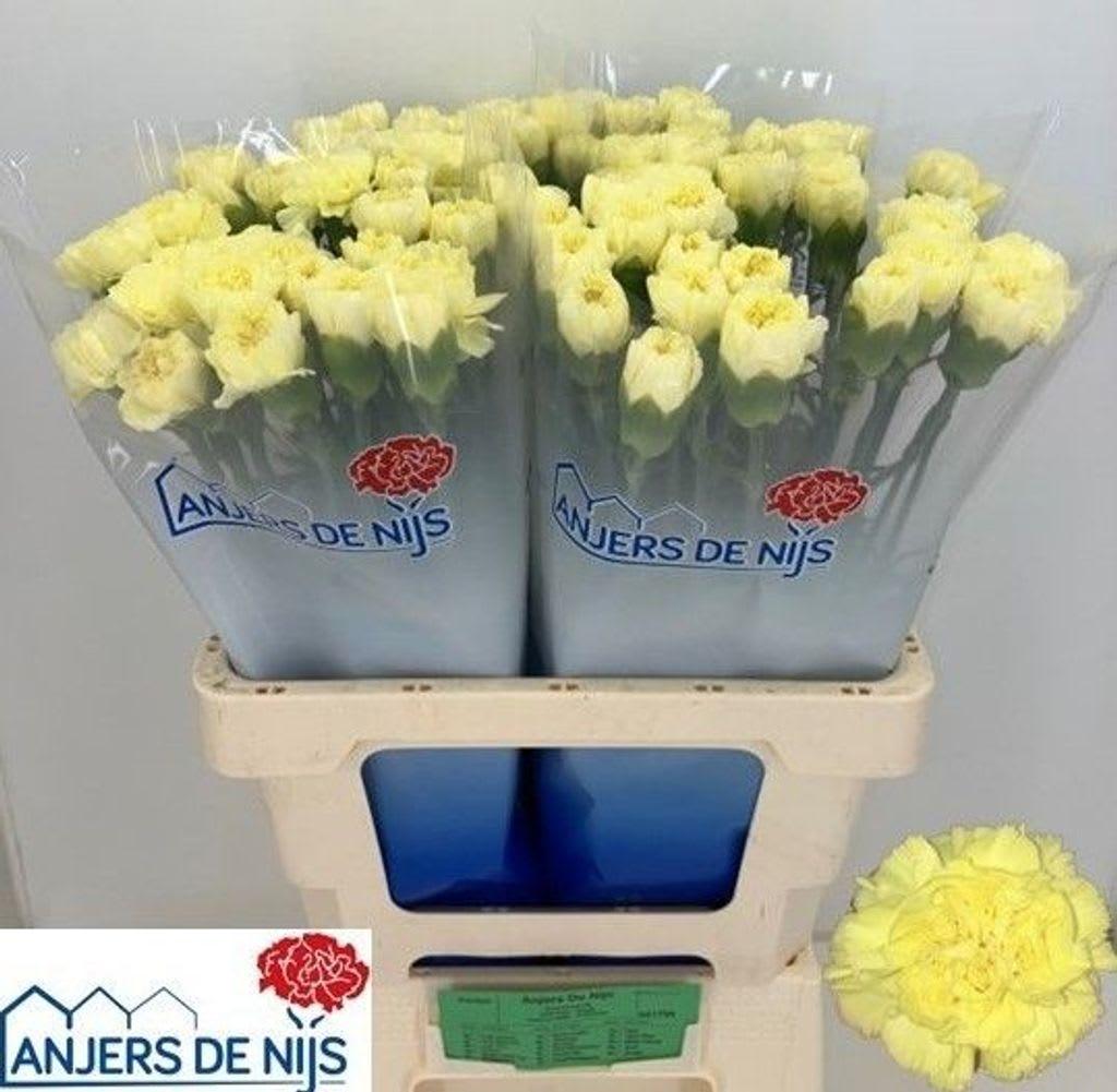 Срезанные цветы оптом Dianthus st kiro от 80шт. из Голландии с доставкой по России