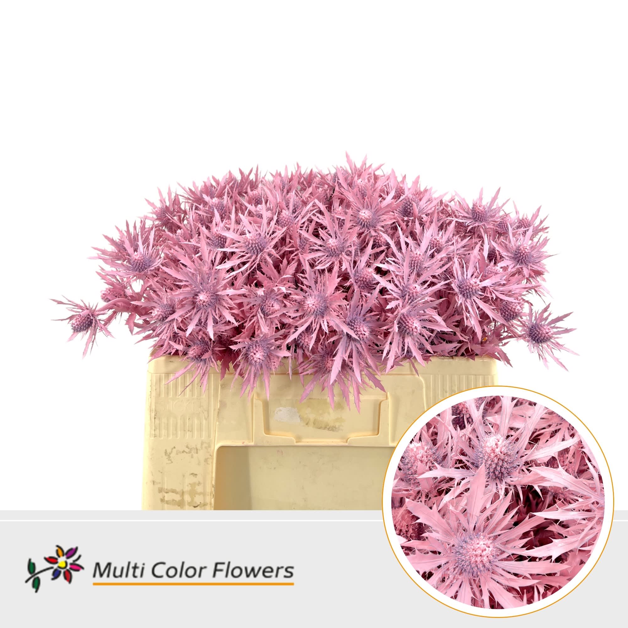 Срезанные цветы оптом Eryngium paint pink light от 60шт из Голландии с доставкой по России