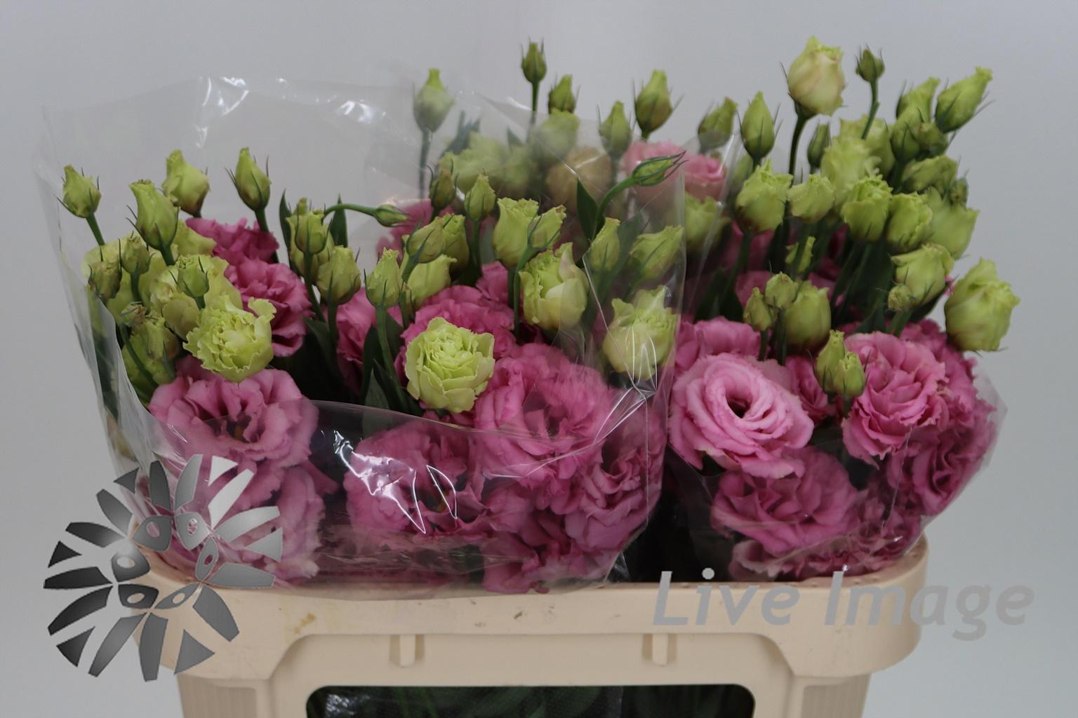 Срезанные цветы оптом Lisianthus do corelli rose от 30шт из Голландии с доставкой по России