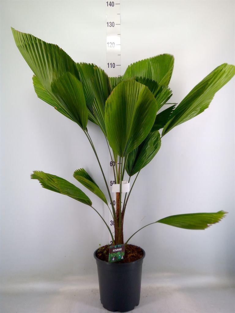 Горшечные цветы и растения оптом Licuala от 1шт из Голландии с доставкой по России